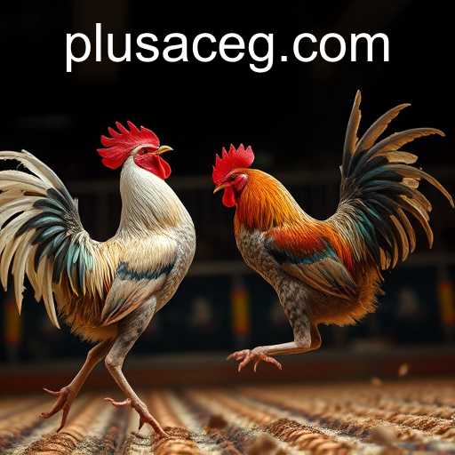 PlusAce